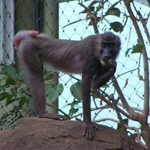 Mandrillus leucophaeus