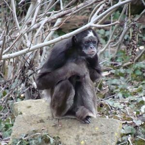 Ateles belzebuth hybridus