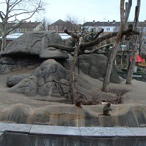 Paddock of Papio hamadryas