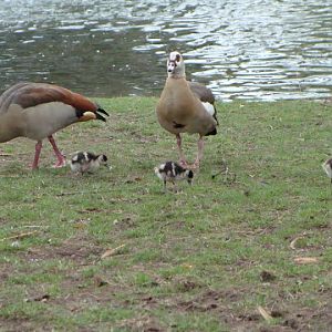 Alopochen aegyptiacus