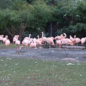 Phoecincopterus chilensis