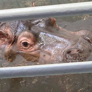Hippopotamus amphibius