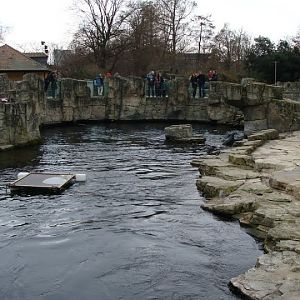 Swimming pool -  p.pusillus