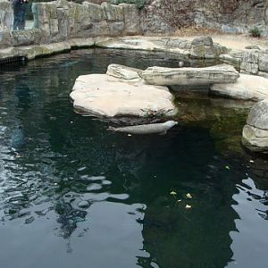 Swimming pool of Phoca vitulina