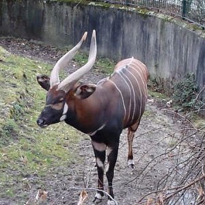 Taurogratus euryceros