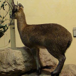 Oreotragus oreotragus