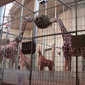 Giraffa camelopardalis reticulata