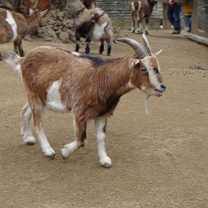 Capra aegagrus f.hircus