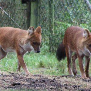 dholes
