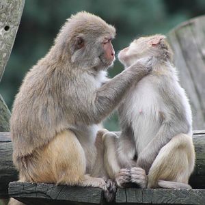Rhesus monkeys