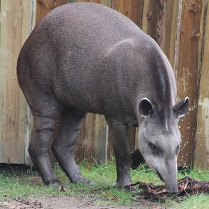 lowland tapir