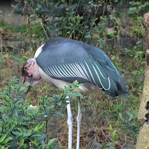 marabou stork