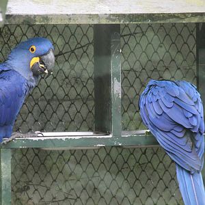 hyacinath macaw