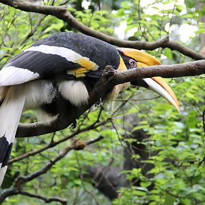 hornbill