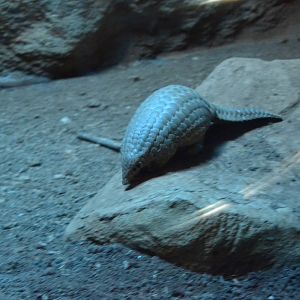 pangolins in Taipei zoo