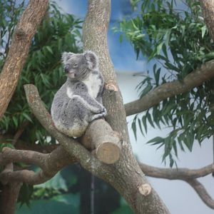 koala