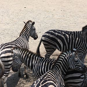 zebra