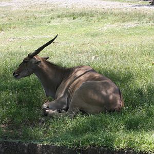 Common eland