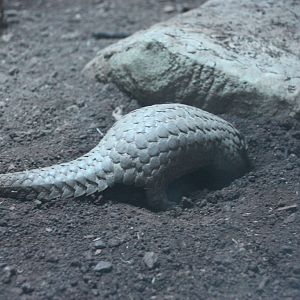 pangolins in Taipei zoo