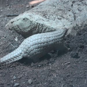 pangolins in Taipei zoo