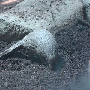 pangolins in Taipei zoo