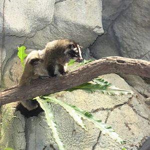 white face civet