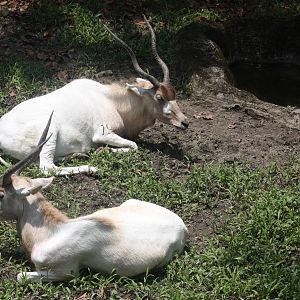 addax
