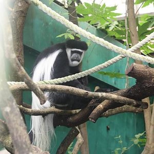 colobus monkey