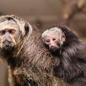 White-faced Saki Monkey