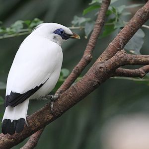 Bali Starling