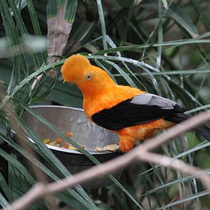 Andean Cock-of-the-rock