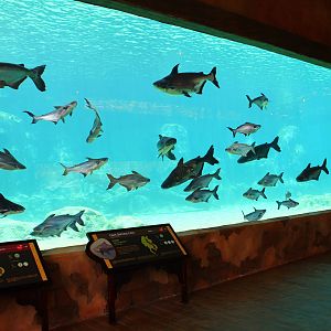 Mekong River - Giant Catfish and Giant Stingray exhibit