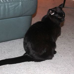 Gizmo, a Chocolate Oriental Cat 2013