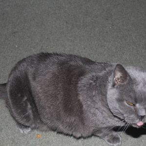 Sparky, a British Blue Cat