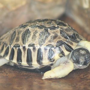 baby radiated tortoise
