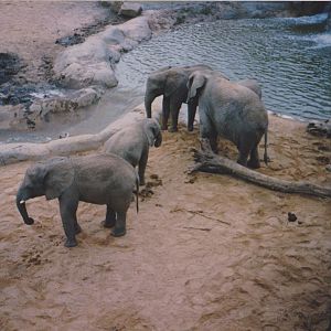 Windsor elephants c. 1992