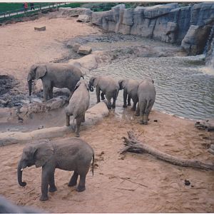 Windsor elephants c.1992