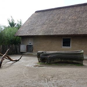 Aalborg Zoo - African Village (Goat)