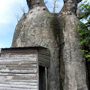 Aalborg Zoo - African Village (Baobab)