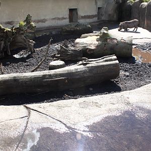Aalborg Zoo - African Village (Warthog)