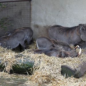 Aalborg Zoo - African Village (Warthogs)