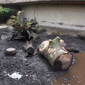 Aalborg Zoo - African Village (Warthog)