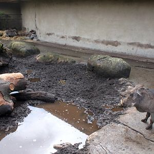 Aalborg Zoo - African Village (Warthog)