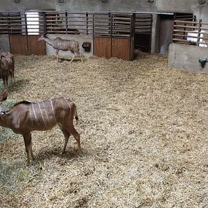 Aalborg Zoo - African Village (Savannah House)
