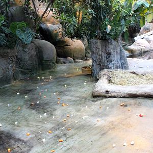 Aalborg Zoo - African Village (Tropical House)