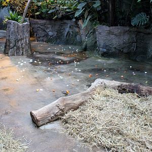 Aalborg Zoo - African Village (Tropical House)