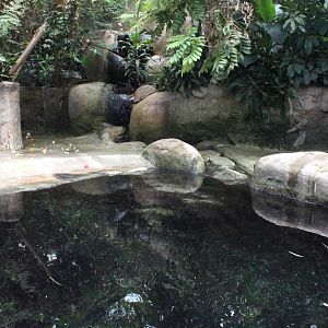 Aalborg Zoo - African Village (Tropical House)