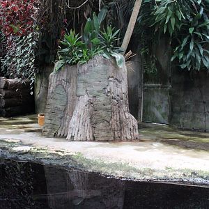 Aalborg Zoo - African Village (Tropical House)