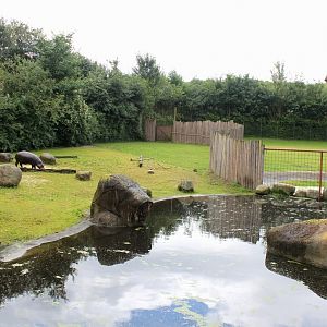 Aalborg Zoo - African Village (Pygmy hippo)