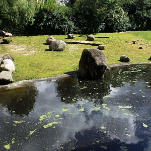 Aalborg Zoo - African Village (Pygmy hippo)